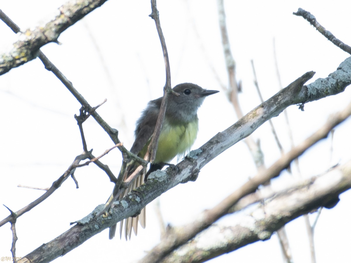 Great Crested Flycatcher - ML252531821