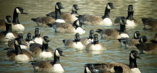 Cackling Goose (Richardson's) - ML252531851
