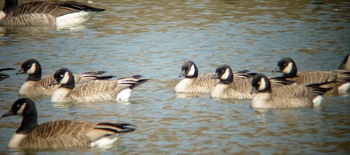 Cackling Goose (Richardson's) - ML252531861