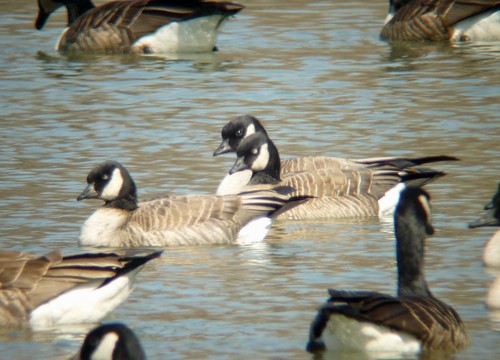 Cackling Goose (Richardson's) - ML252531871