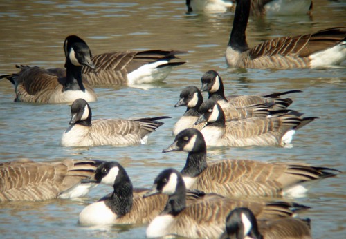 Cackling Goose (Richardson's) - ML252531881