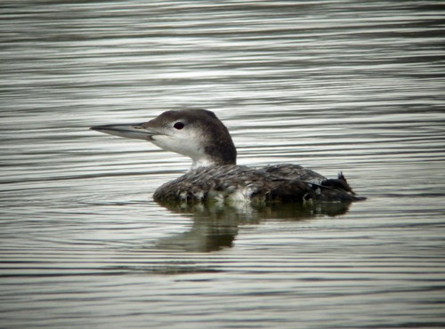 Common Loon - ML252532681