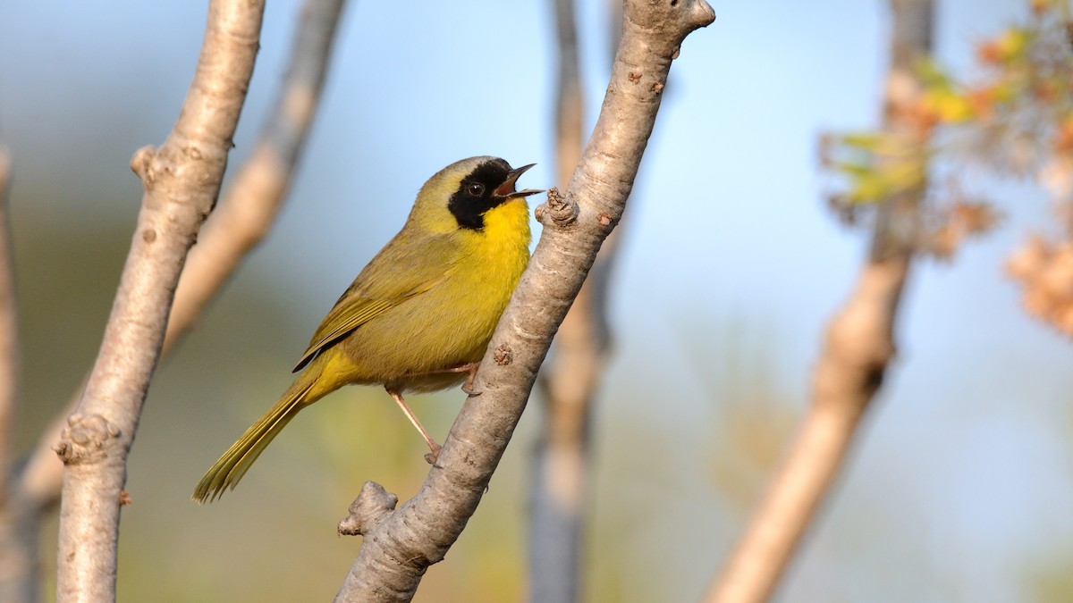 Hooded Yellowthroat - ML252533901