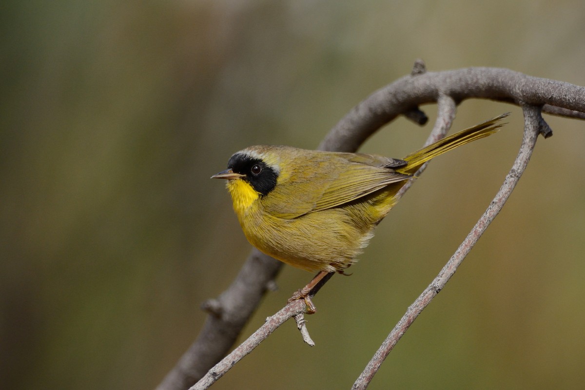 Hooded Yellowthroat - ML252534041