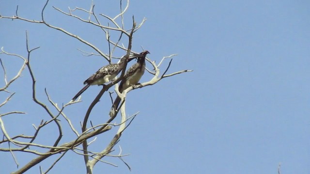 African Gray Hornbill - ML252535481