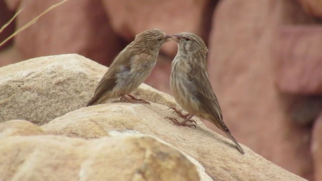 アラビアカナリア - ML252539221