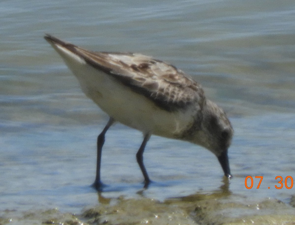 Semipalmated Sandpiper - Shiela Shallcross