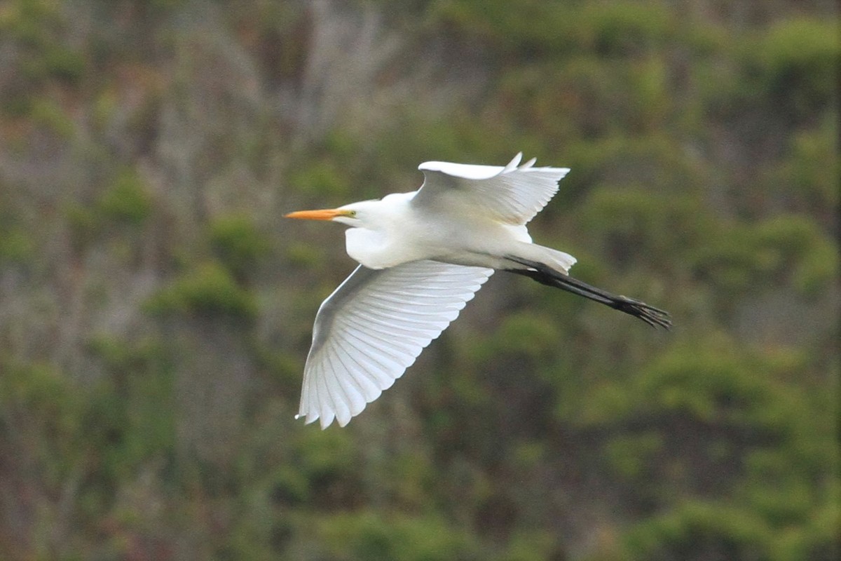 Great Egret - ML252542811