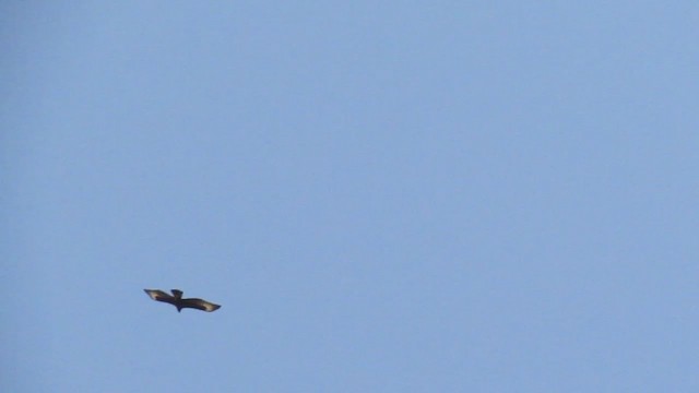 Кафрский орёл - ML252544121