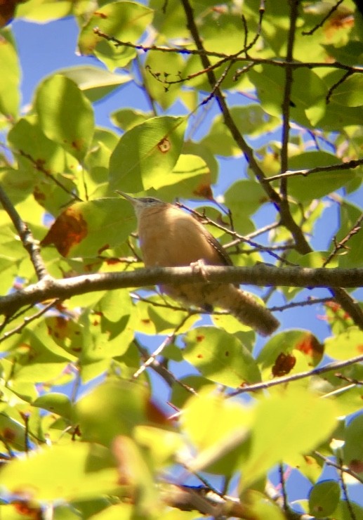 Carolina Wren - ML252546591