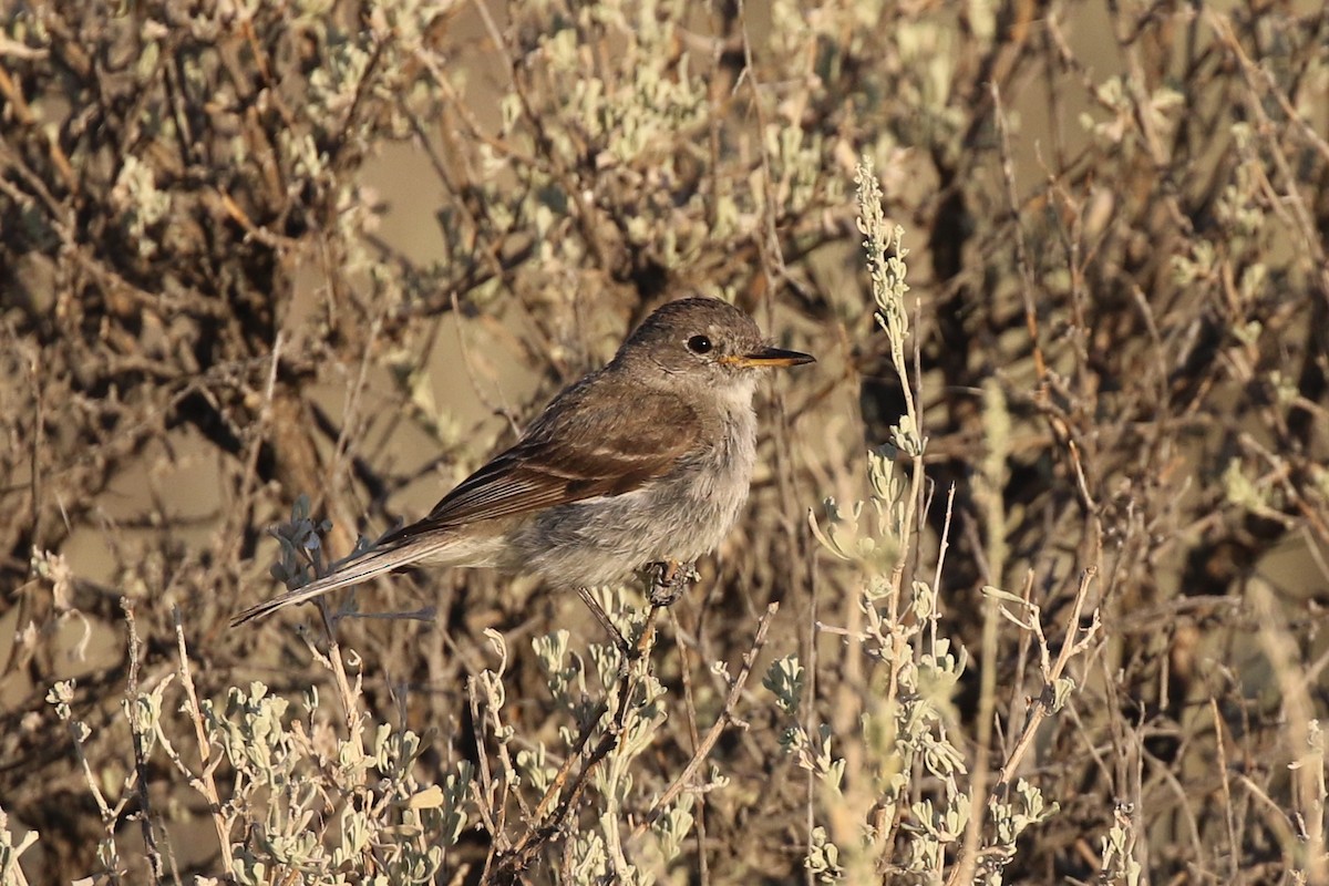 Gray Flycatcher - ML252547031