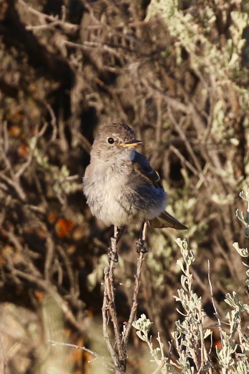 Gray Flycatcher - ML252547051