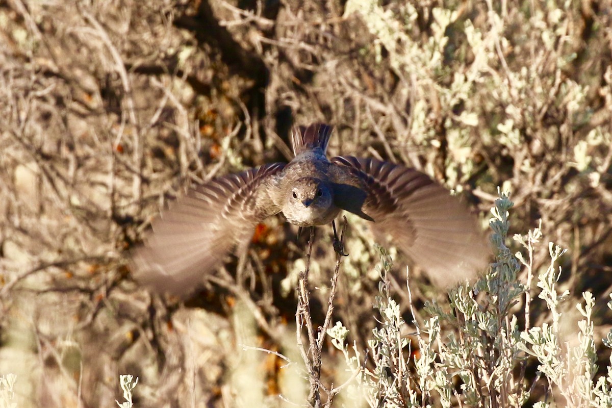 Gray Flycatcher - ML252547061