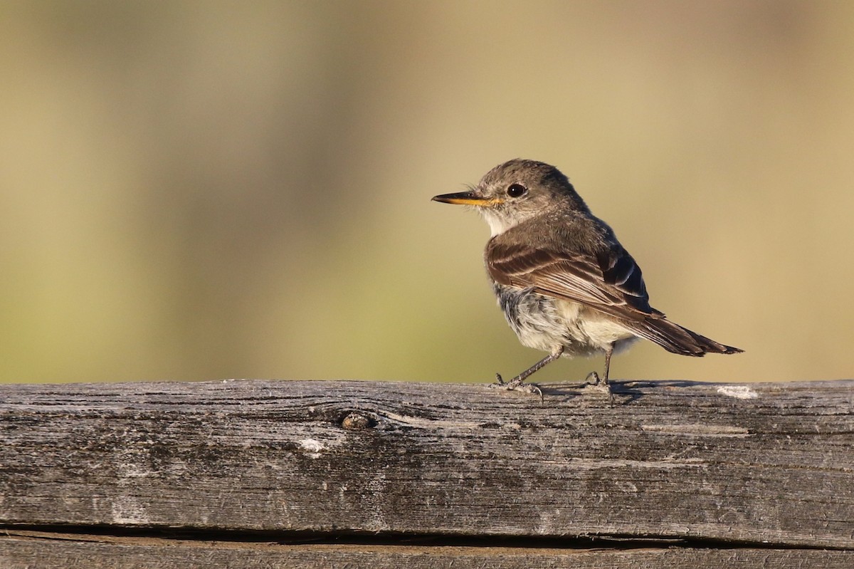 Gray Flycatcher - ML252547071