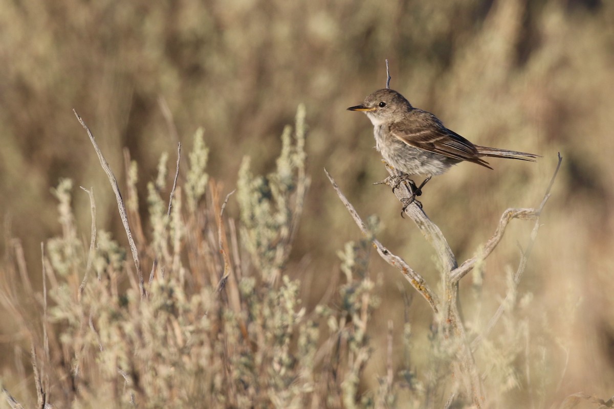 Gray Flycatcher - ML252547081