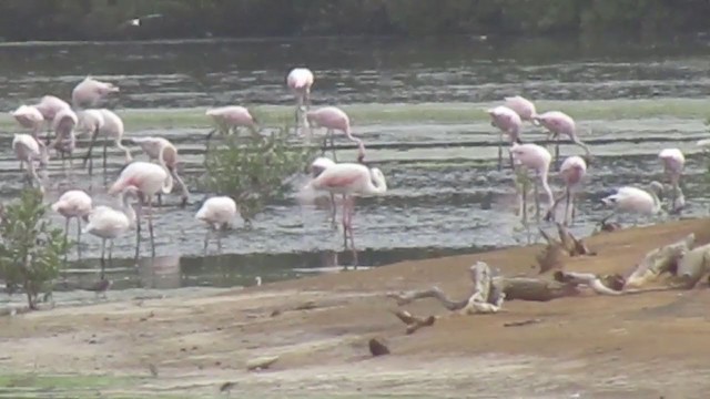 Küçük Flamingo - ML252547961