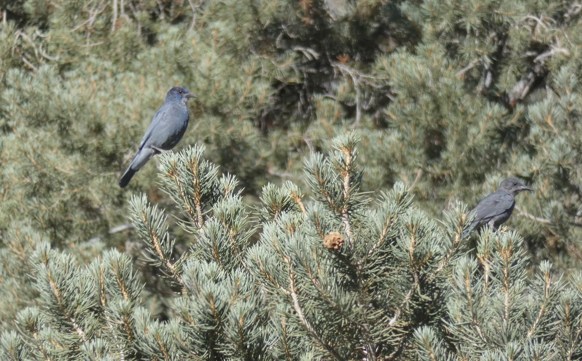 Pinyon Jay - ML252548581