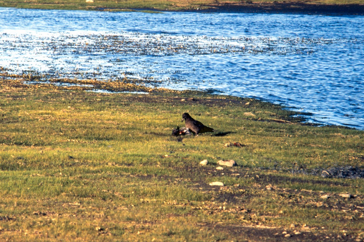 Parasitic Jaeger - ML25254891