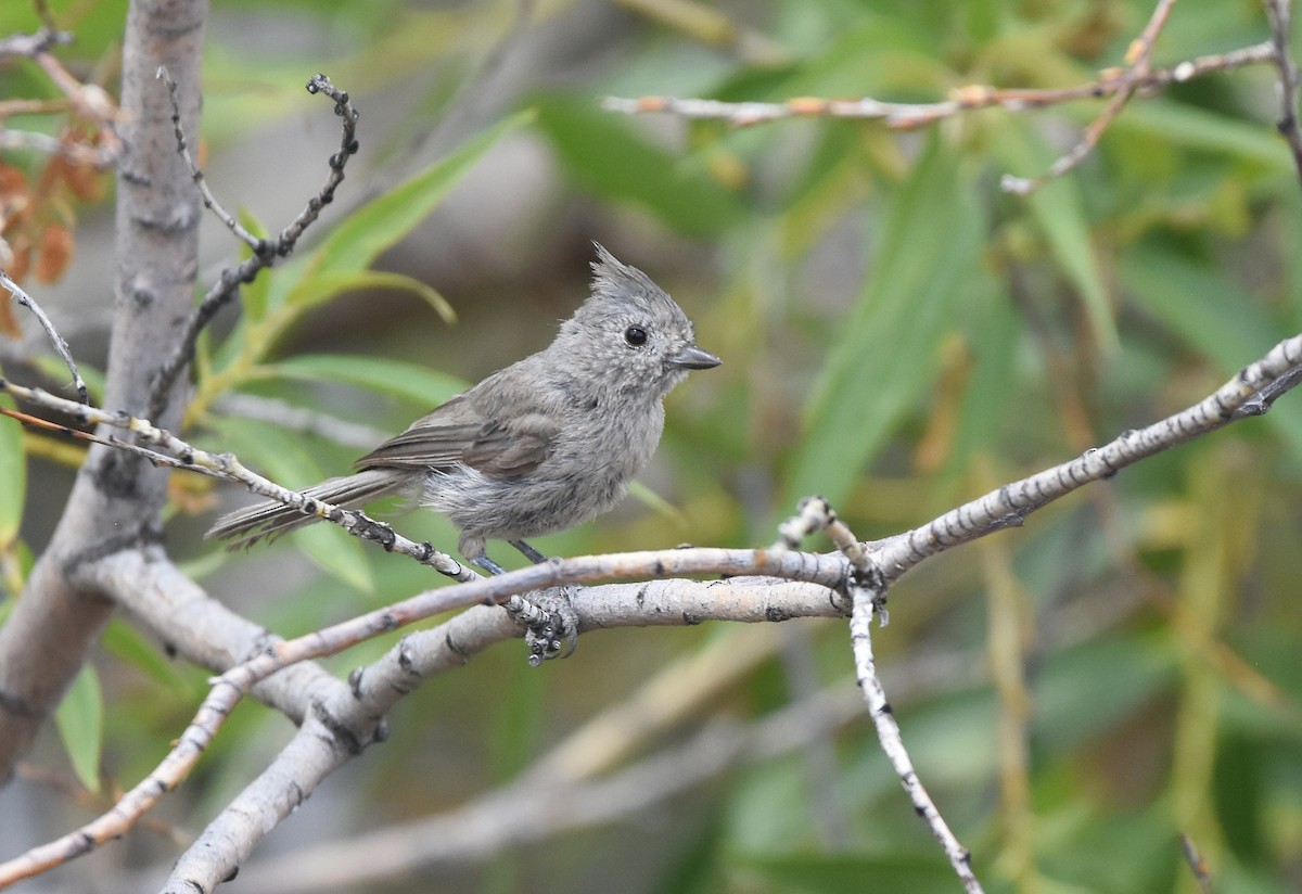 Juniper Titmouse - ML252548921