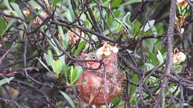 Abyssinian White-eye - ML252549171