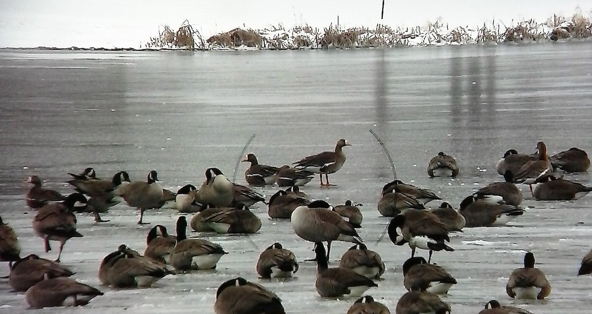 Greater White-fronted Goose - ML25254951