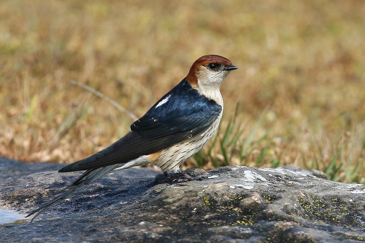 Greater Striped Swallow - Bruce Robinson