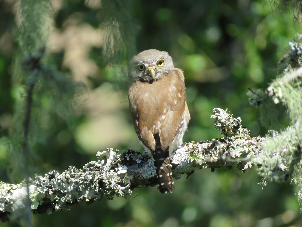 Northern Pygmy-Owl - Jennifer Rycenga