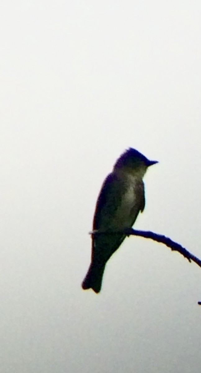 Olive-sided Flycatcher - ML252551391