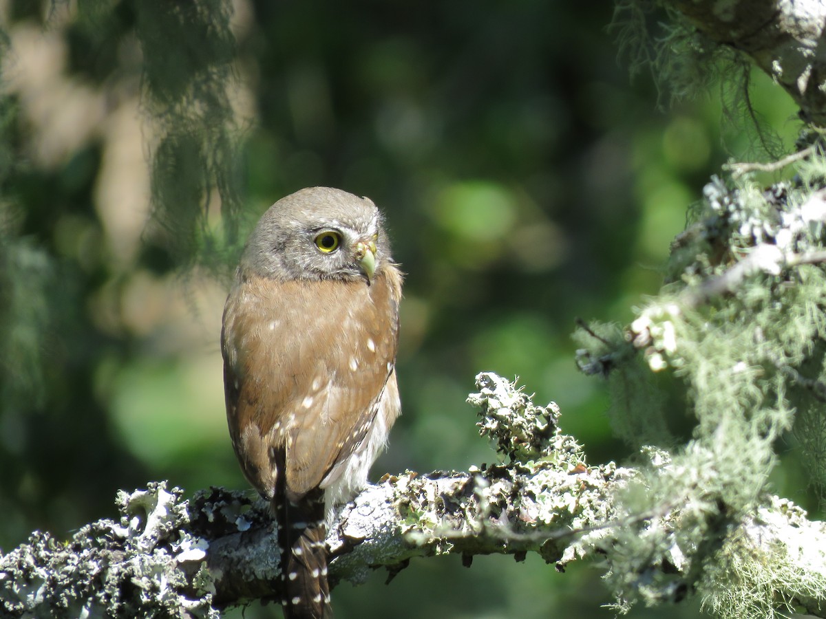 Northern Pygmy-Owl - Jennifer Rycenga