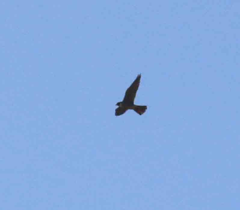 Peregrine Falcon - ML252552091