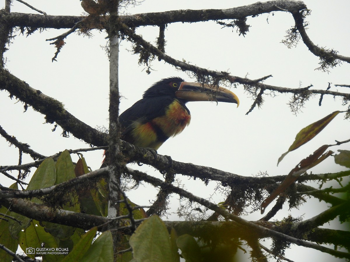 Collared Aracari (Pale-mandibled) - ML252552121