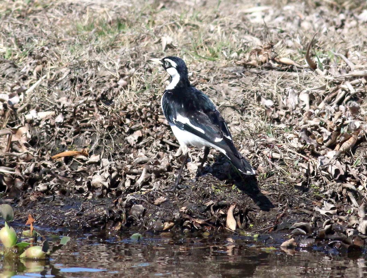 Magpie-lark - ML252552251