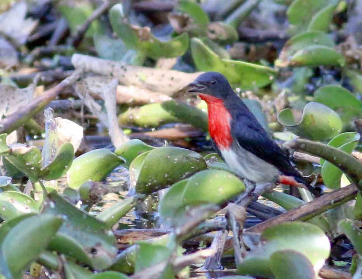 Mistletoebird - ML252552271