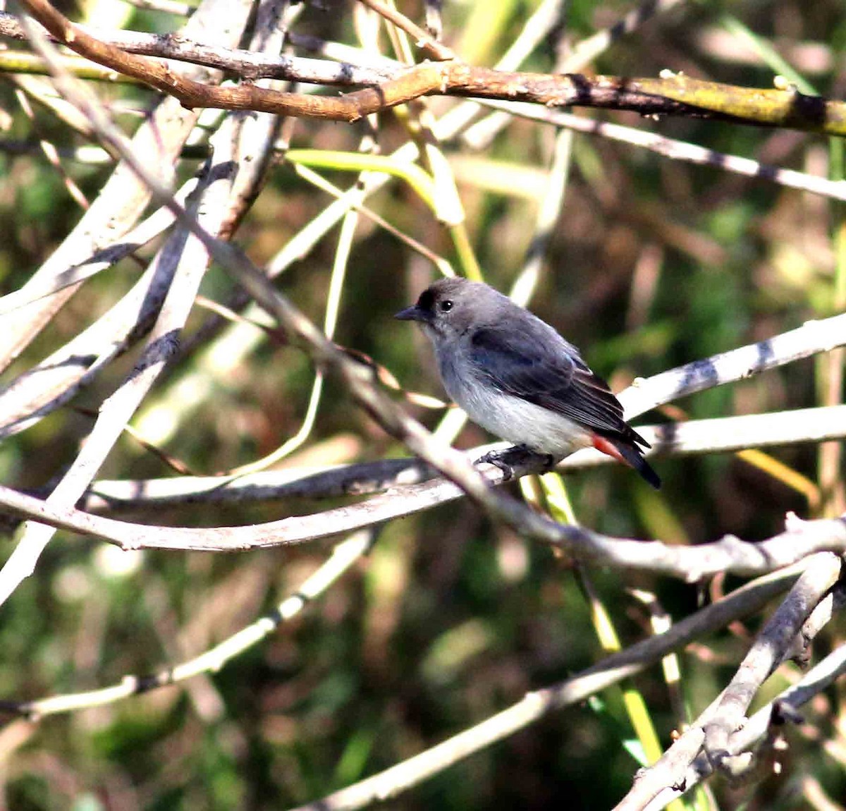 Mistletoebird - ML252552291