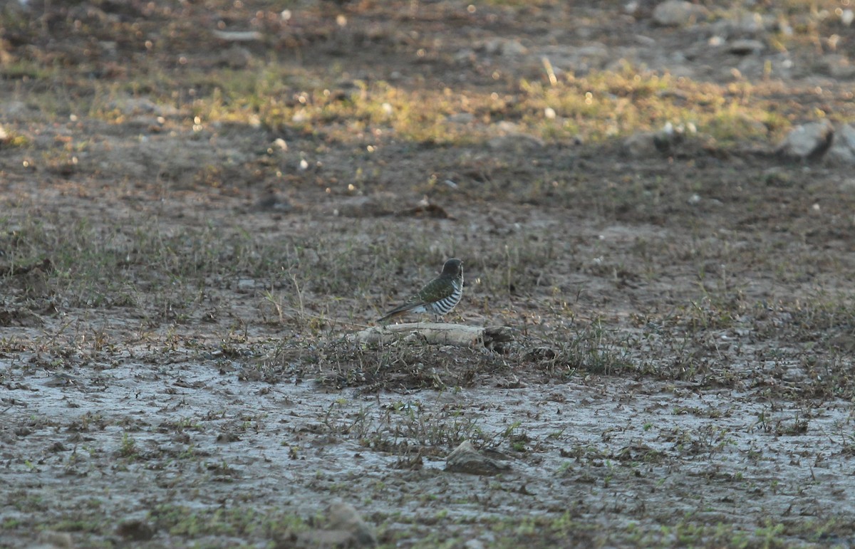 Horsfield's Bronze-Cuckoo - ML252553281