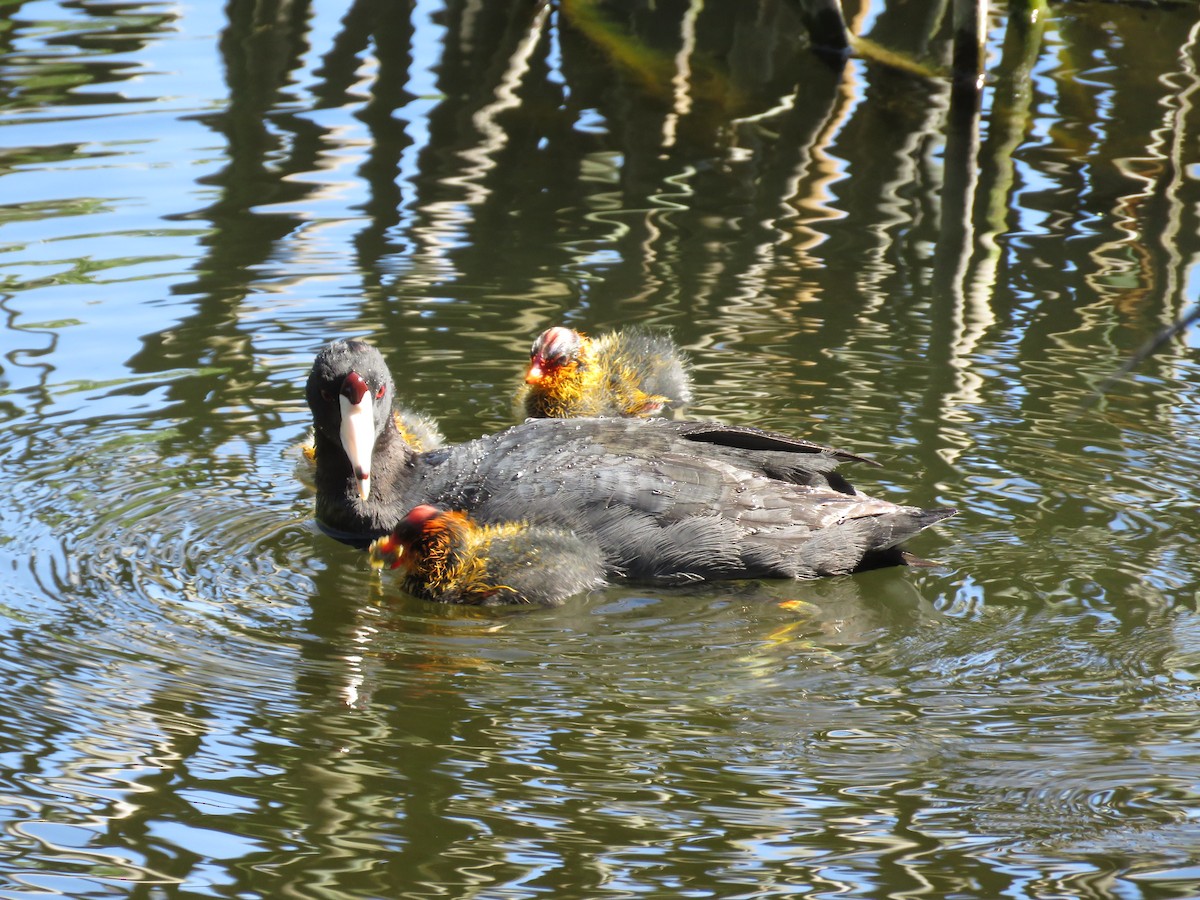 American Coot - ML252553311