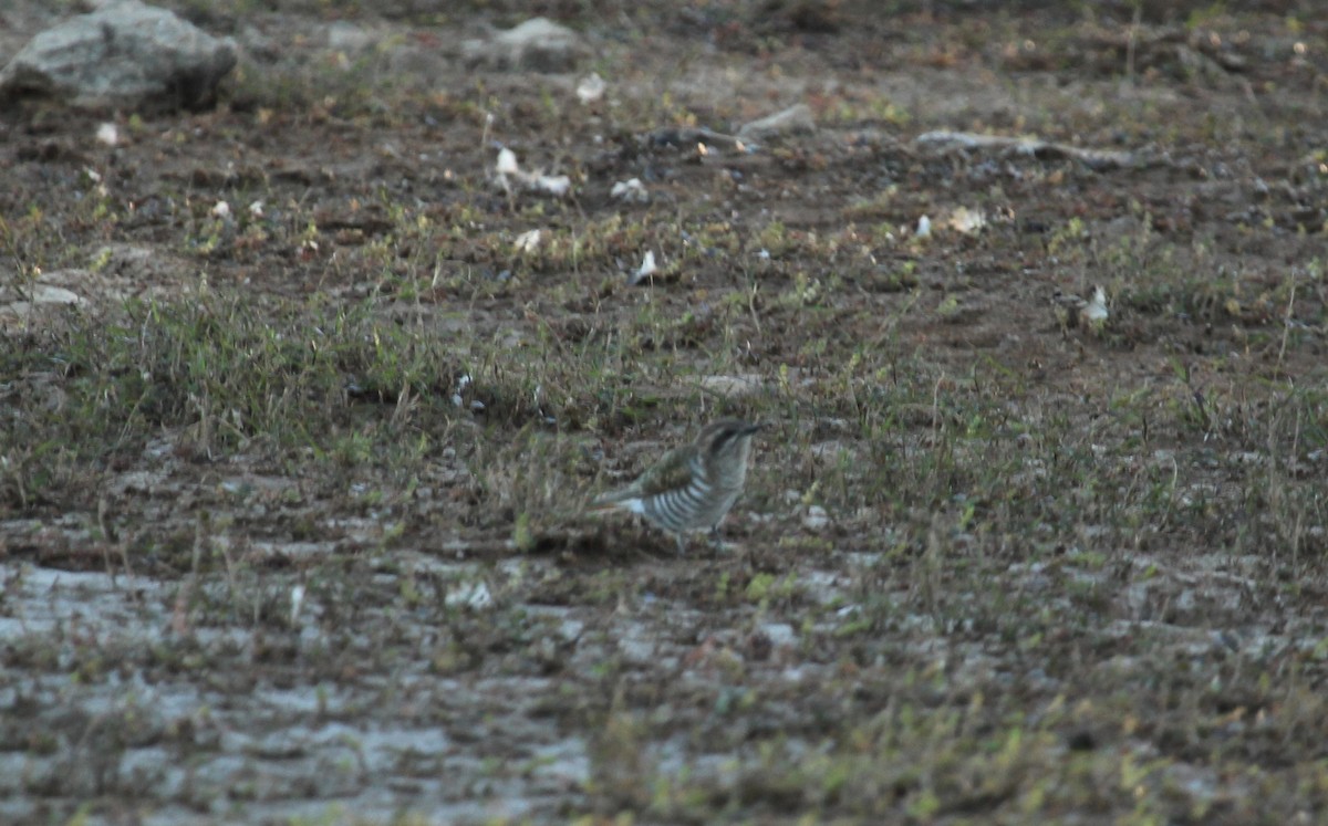 Horsfield's Bronze-Cuckoo - ML252553401