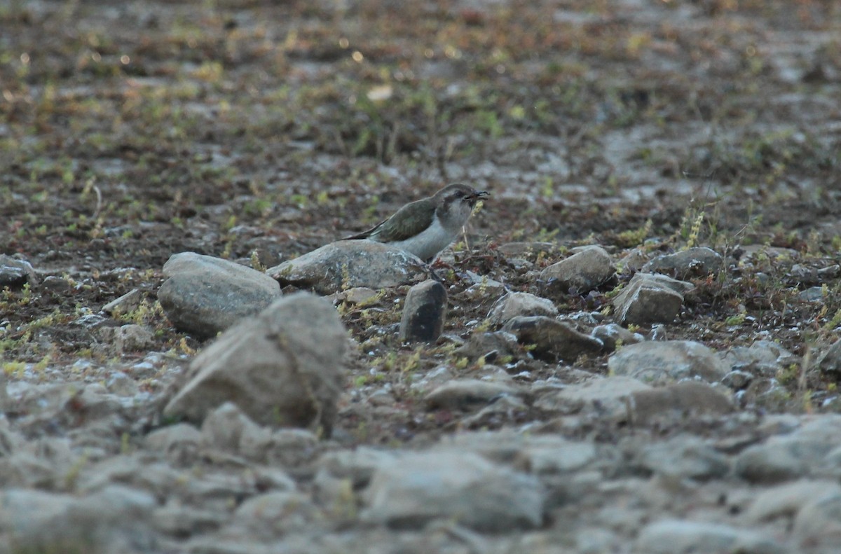 Horsfield's Bronze-Cuckoo - ML252553531