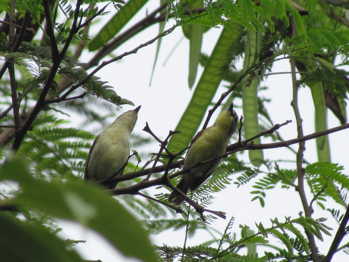 Golden-bellied Gerygone - Linda Gocon