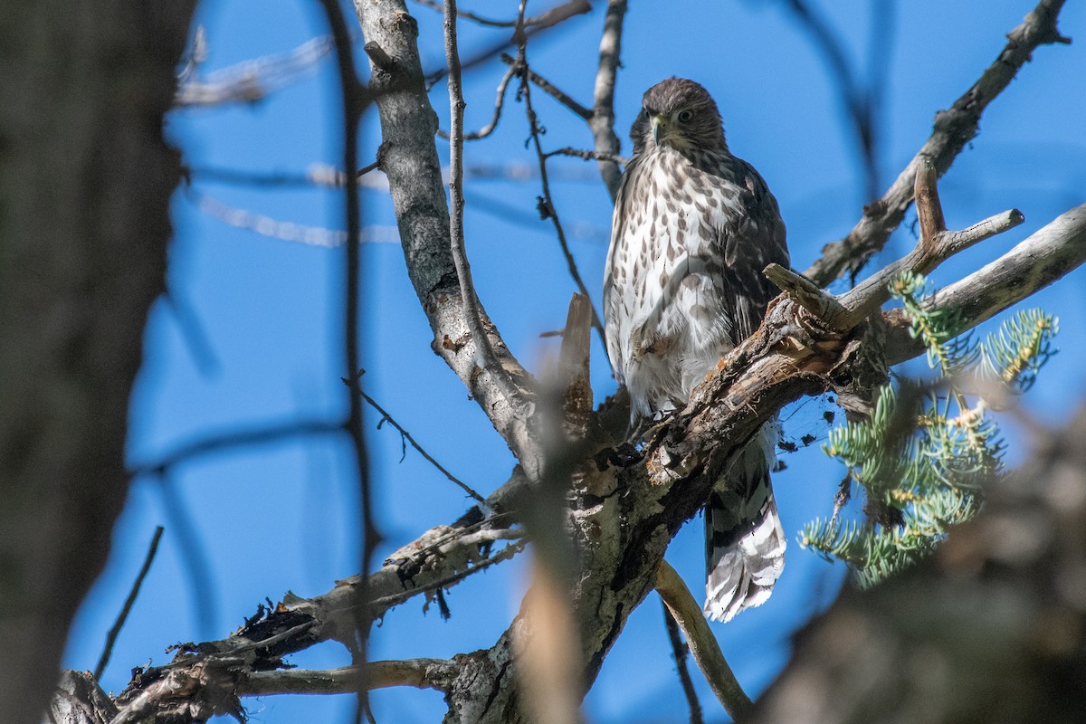 Cooper's Hawk - ML252554631