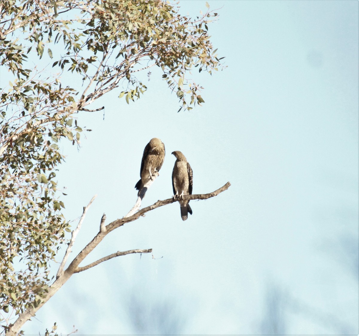 Whistling Kite - ML252554731