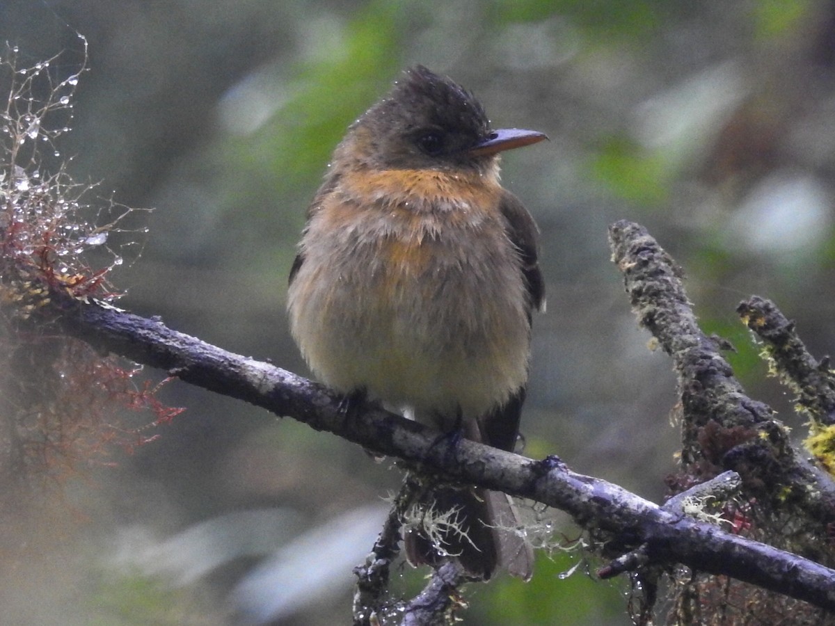 Ochraceous Pewee - Daniel Garrigues