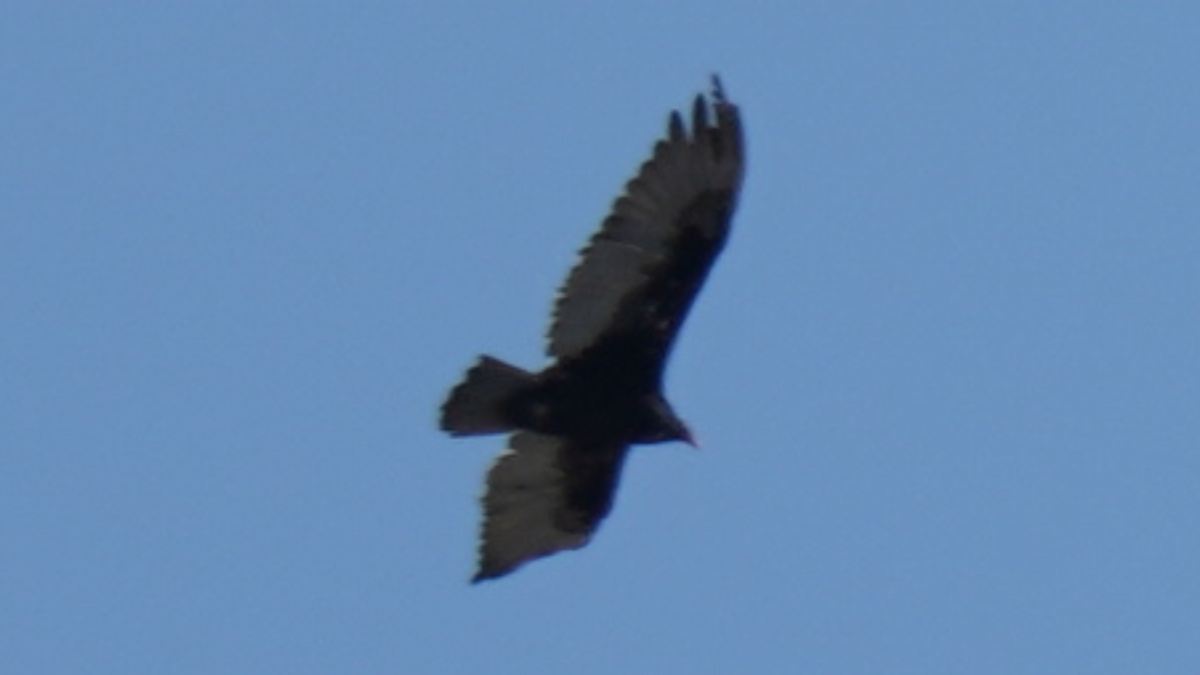 Turkey Vulture - Nisarg Chaudhari