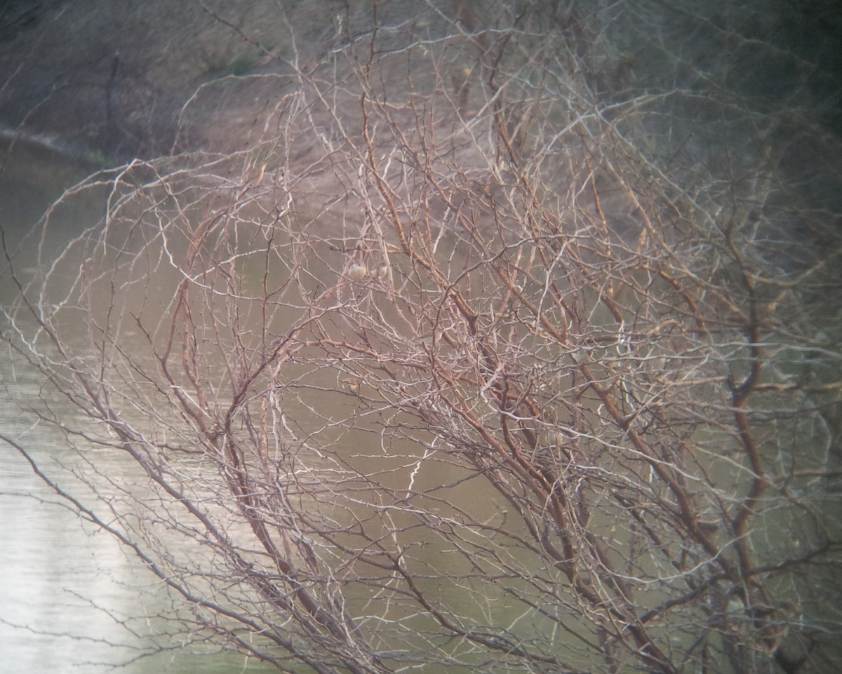 Booted Warbler - ML25256181