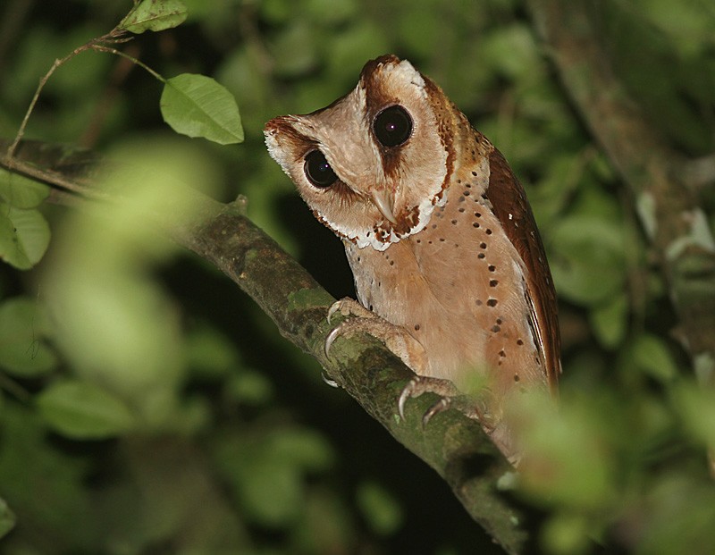 Oriental Bay-Owl - ML252563881