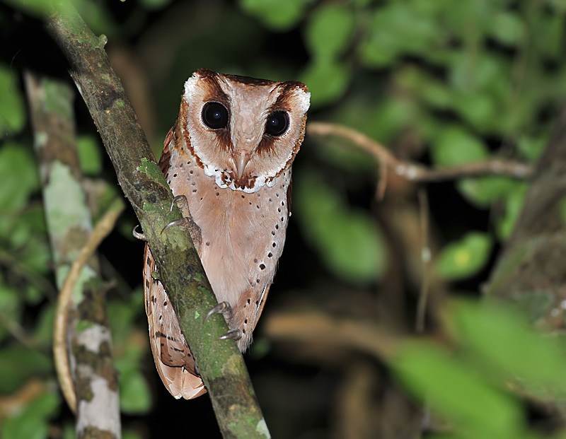 Oriental Bay-Owl - ML252563901