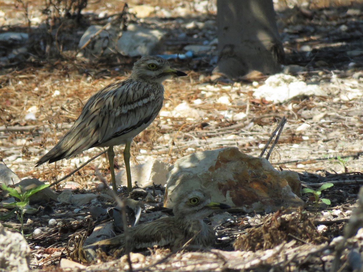 Eurasian Thick-knee - ML252566271