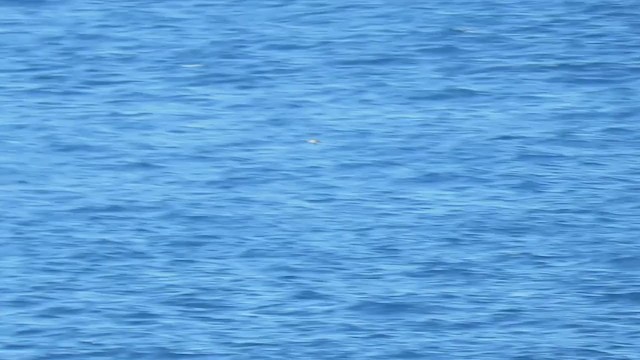 buřňák šedý (ssp. borealis) - ML252566821