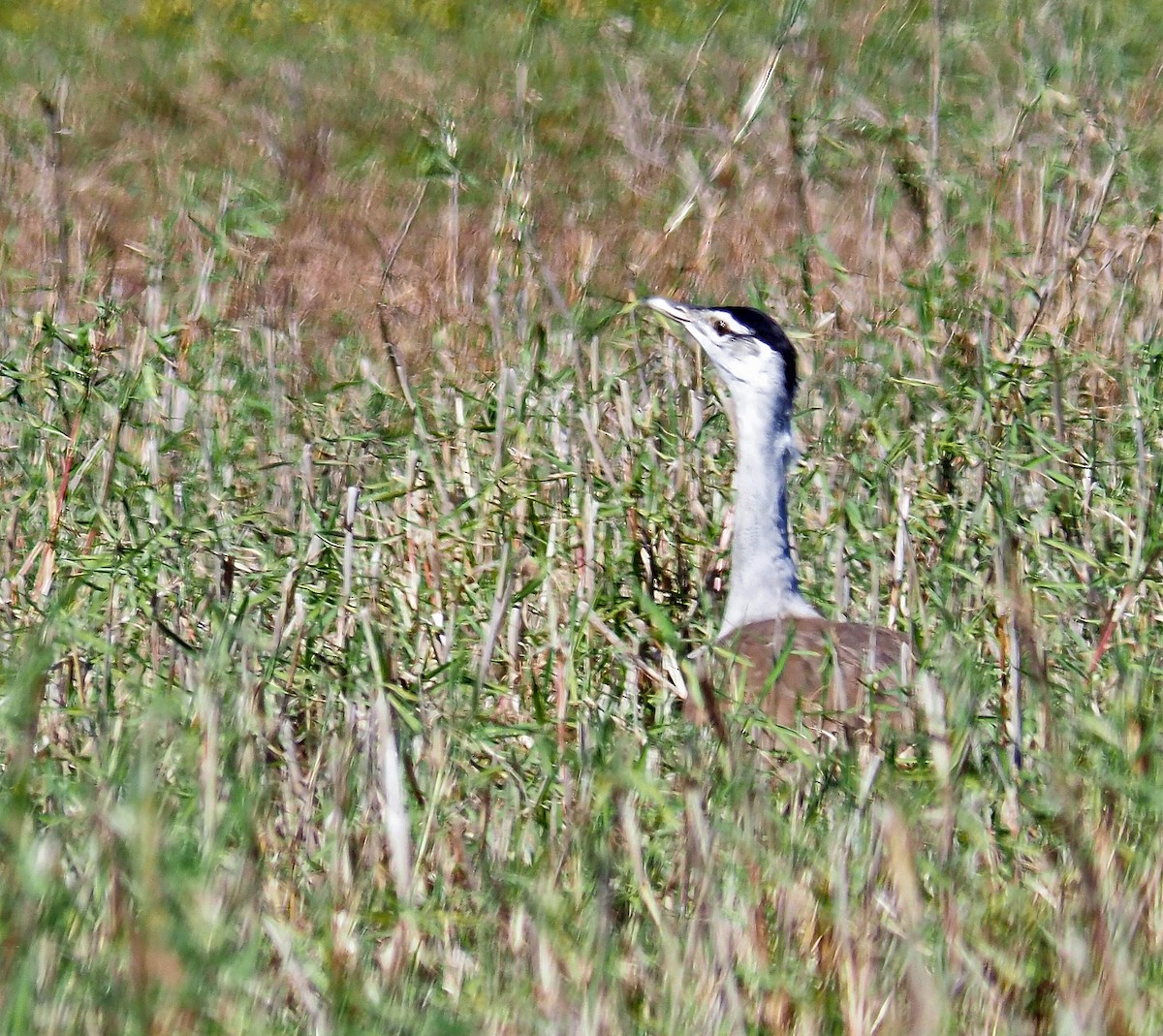 Australian Bustard - ML252568151