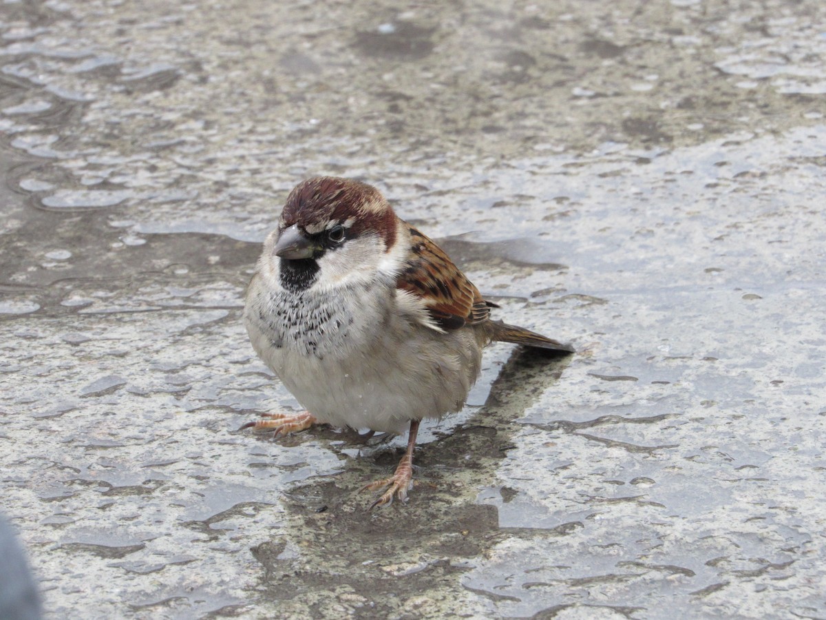 Italian Sparrow - Paulo Alves